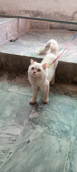 beautiful cat. for sell 1