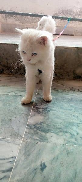 beautiful cat. for sell 2