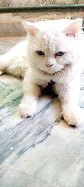 beautiful cat. for sell 4