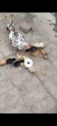pure aseel murghi with chicks for sale