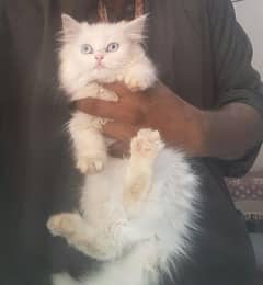 Persian kitten Triple Coated