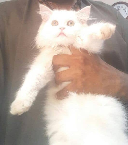 Persian kitten Triple Coated 1