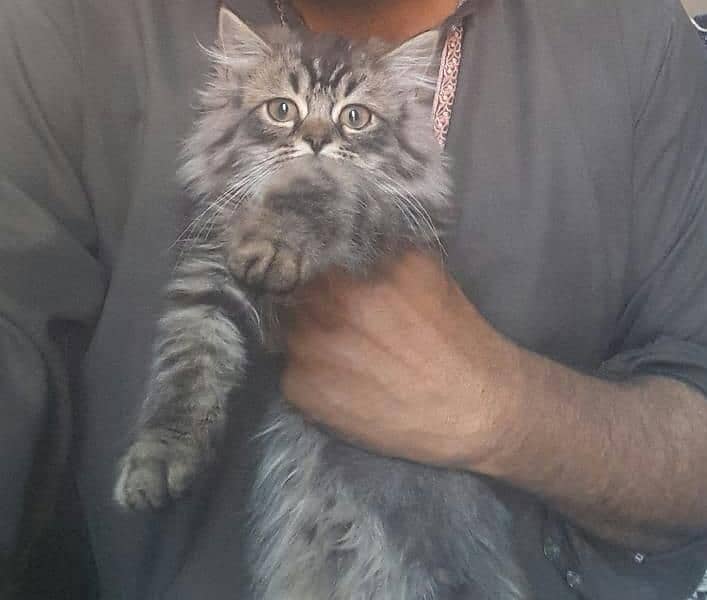 Persian kitten Triple Coated 2