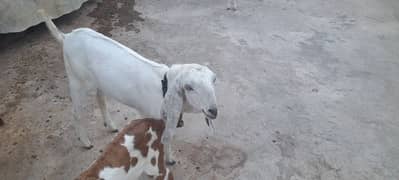 kanj goat for sale