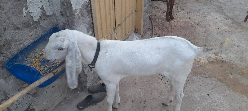 kanj goat for sale 1