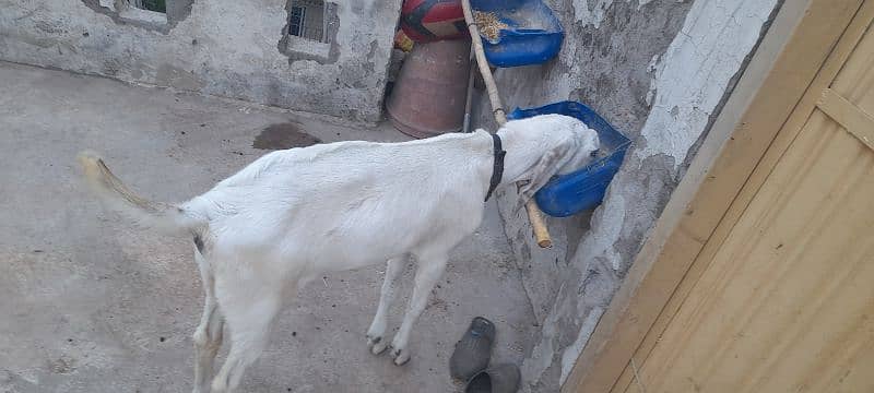 kanj goat for sale 2
