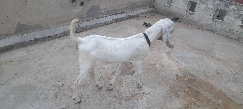 kanj goat for sale 3
