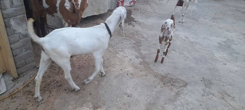 kanj goat for sale 4