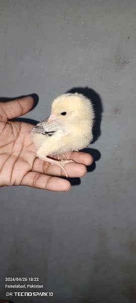 Chicks available 1