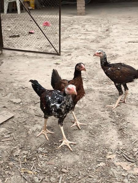 Aseel chicks for sale 2