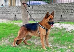 German Shepherd Dog 2 coat full vaccinated ful healthy male non pdigre