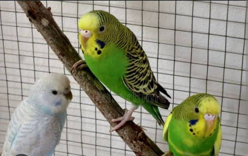 Australian Parrots for Sale 1