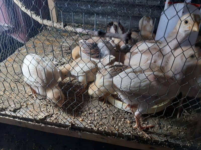 Aseel Chicks For Sale 1