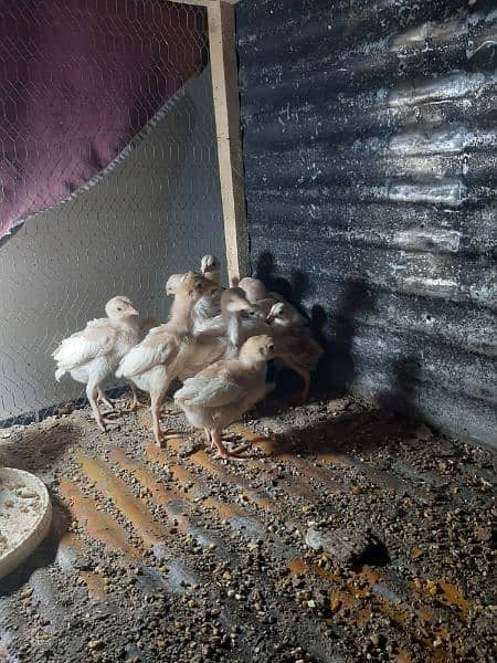 Aseel Chicks For Sale 2