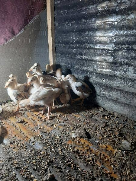 Aseel Chicks For Sale 3