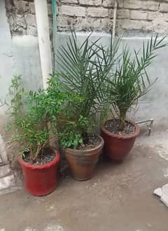 3 Plants for sale wit Pots