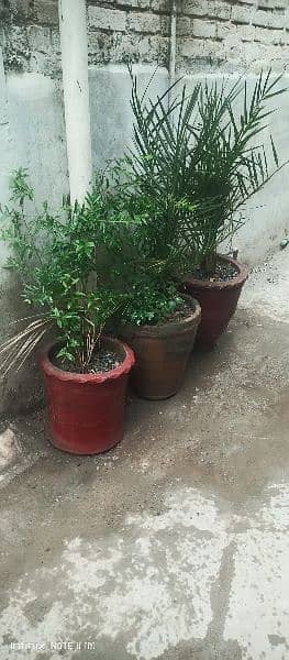 3 Plants for sale wit Pots 1