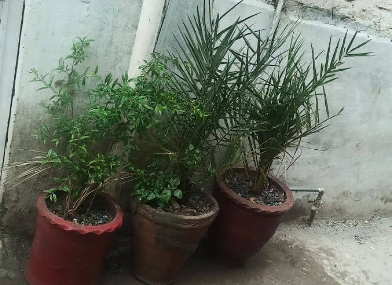 3 Plants for sale wit Pots 2