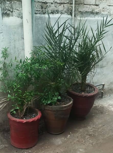 3 Plants for sale wit Pots 3