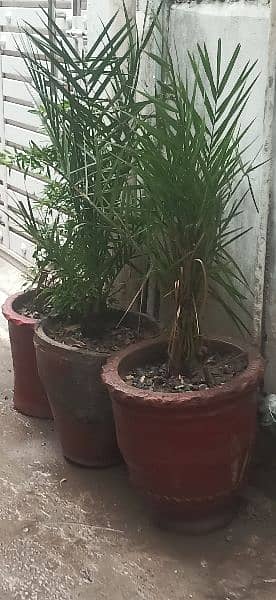 3 Plants for sale wit Pots 4