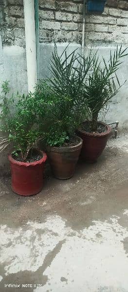 3 Plants for sale wit Pots 5