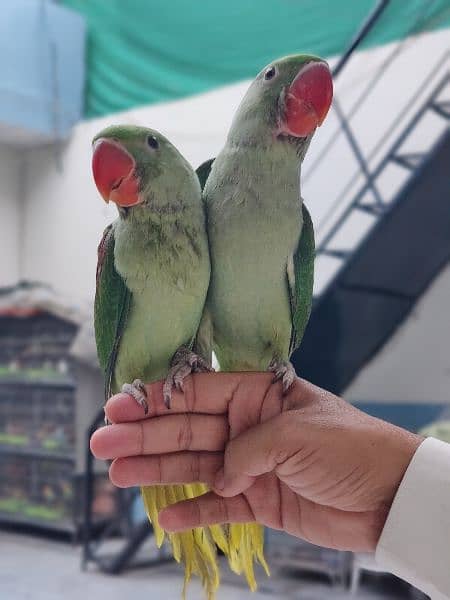 Raw Parrot pair 1