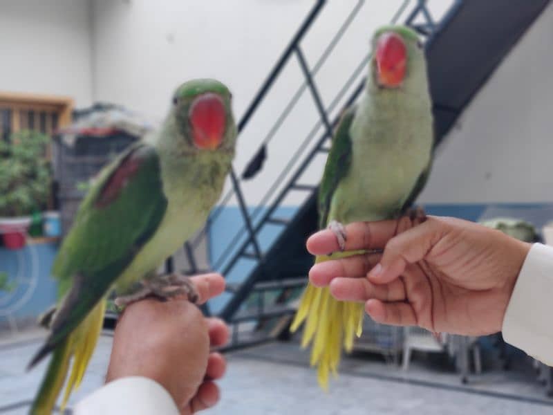 Raw Parrot pair 2