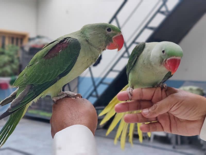 Raw Parrot pair 3