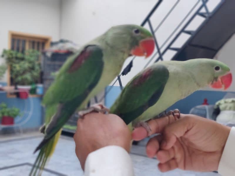 Raw Parrot pair 4