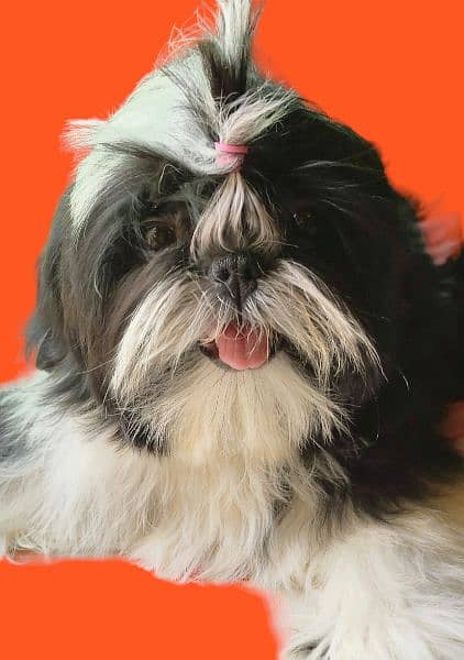 Shih Tzu / Shitzu Pedigreed 5 months old  show class puppies for sale 5