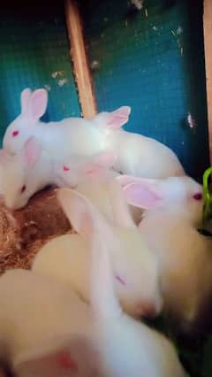 white red eyes rabbit babies only in 650 rupees