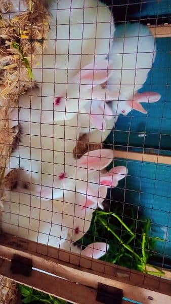 white red eyes rabbit babies only in 650 rupees 1