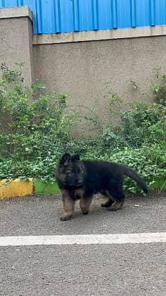 Top quality long coat German shepherd puppy from champion bloodline