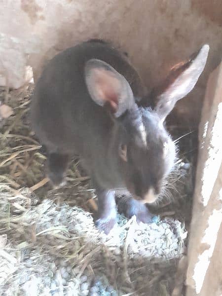 Full size Breeder Rabbit 1