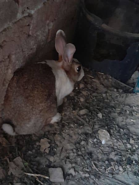 Full size Breeder Rabbit 1.75 kg weight 5