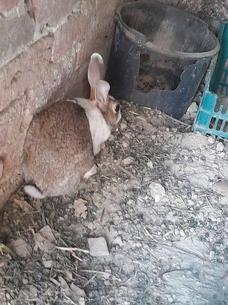 Full size Breeder Rabbit 2