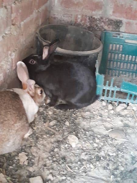 Full size Breeder Rabbit 1.75 kg weight 4