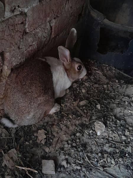 Full size Breeder Rabbit 1.75 kg weight 6
