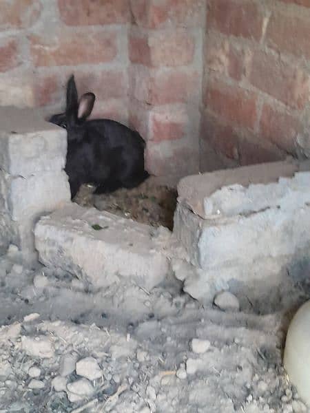 Full size Breeder Rabbit 1.75 kg weight 7