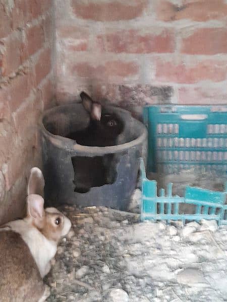 Full size Breeder Rabbit 1.75 kg weight 8