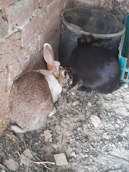 Full size Breeder Rabbit 1.75 kg weight 3