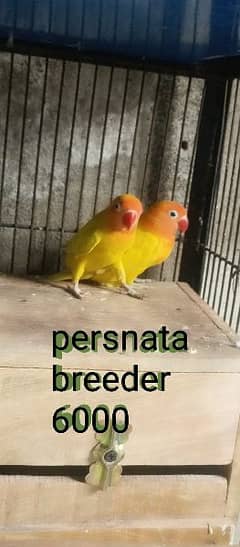 love birds breeder pair 0