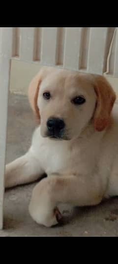 Labrador,3 months old puppy
