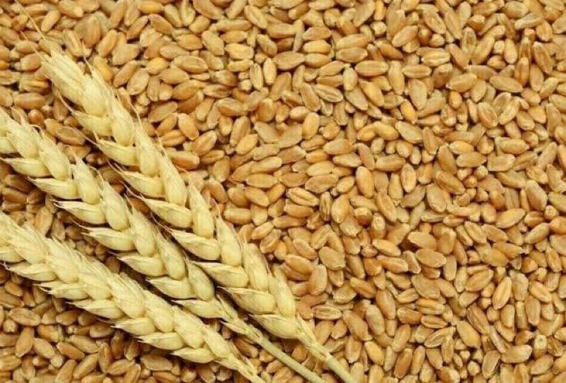 wheat fresh 1