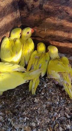Yellow parrot chicks