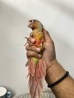 High Red Factor Pineapple Conure handtame fly tame