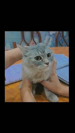 parshion cat oringe eye colour gry black age4mount