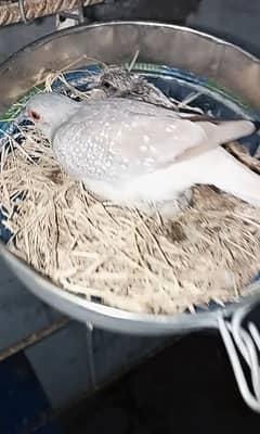 Diamond Common Dove