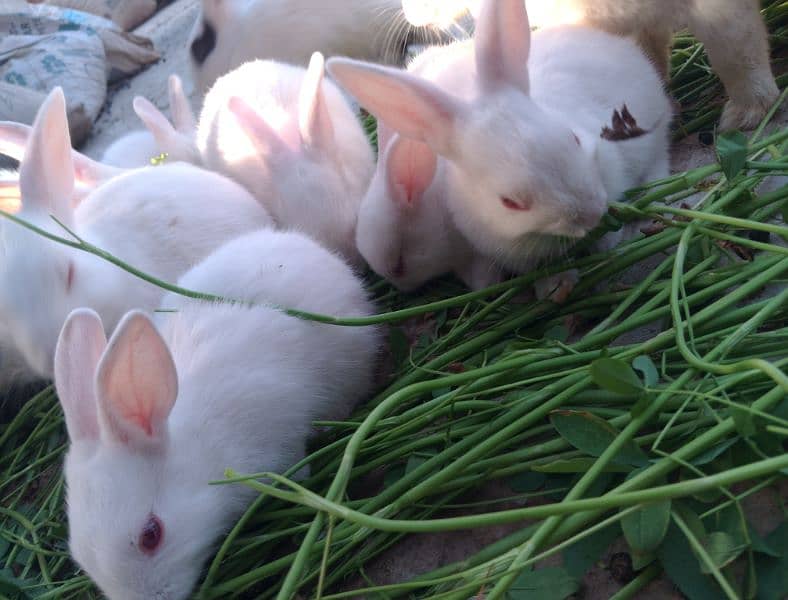 White Baby Rabbits 1