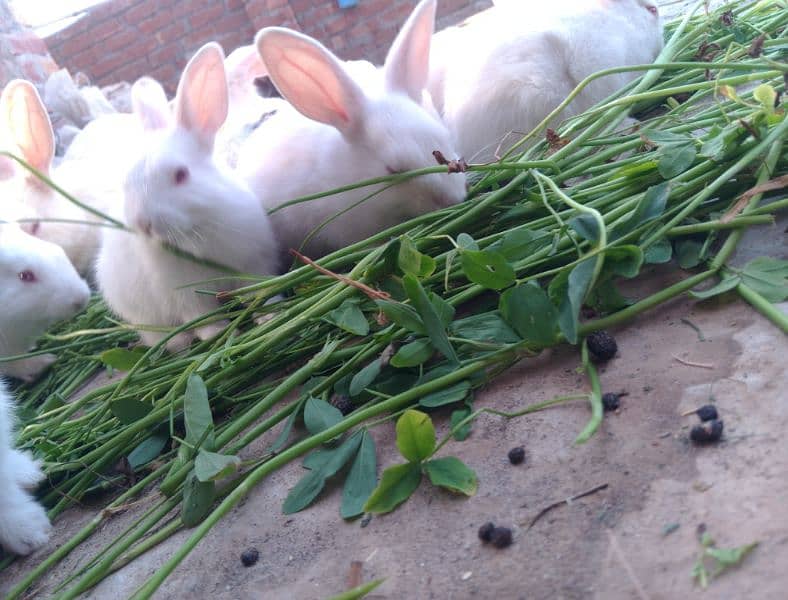 White Baby Rabbits 3